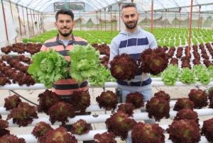  ilii brakp iftilie baladlar, ylda 8 hasat yapyorlar