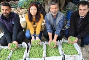 Turfanda ala hasad yapld, kilosu 500 TLden satld