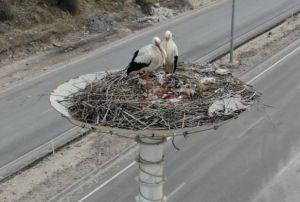 Baharn habercisi leylekler Leylek Oteli'ne ulat