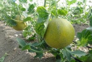Mersin'de rt alt kavun hasad balad