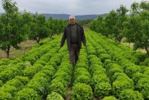 Marul tarlada 2 lira tezgahta 10 lira
