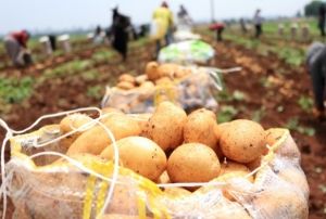 Patates, 9 liralk fiyatyla reticisini gldrd