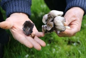 Bilinsiz mantar tketimi ldryor