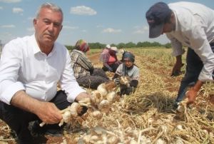 Mehur araban sarmsanda hasat zaman