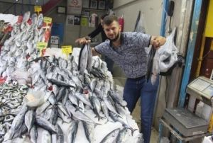 Havalar serinledi, palamut kendini gsterdi