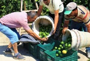 Limonun bakentinde hasat zaman