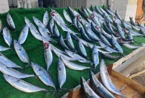 Olumsuz deniz koullar baln fiyatn artrd