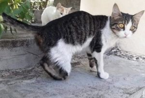 Gaziantep'te Kedi Vaheti