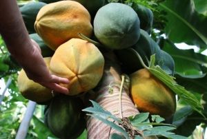 rt altnda papaya retimi denendi, bir fidan 60 kilo rn verdi