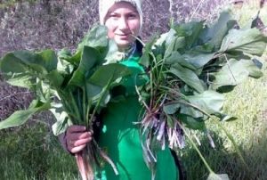 Krsalda toplanan ylanyast bitkisi ihra ediliyor