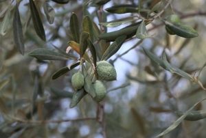 l scaklar zeytin retimini vurdu, yzde 50 kayp bekleniyor