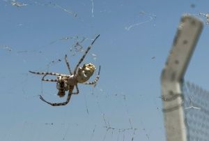 rmcei grnce tarlasna girmeye korkar oldu