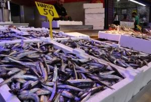 Karadeniz'de balk bereketi