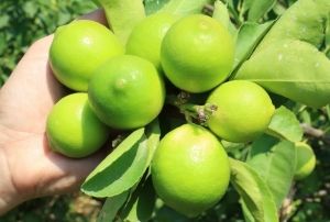 'Yeil limon' fiyat: 40 TL, dierleri 3 TL