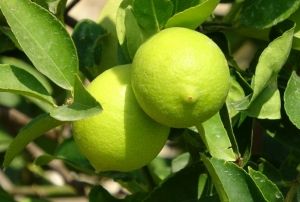 reticinin umudu depoluk limonda