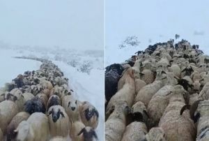 Koyun srs kar, tipiye yakalandı