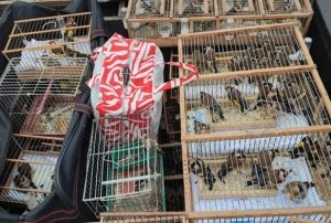 24 gzaltı, 839 yabani kuşa el konuldu