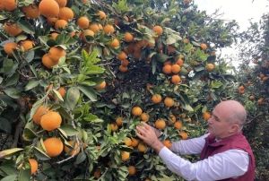 Portakal Hasadı Başladı!