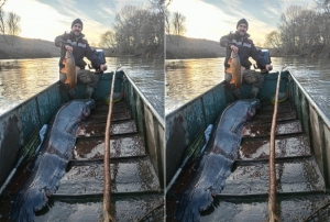 Meri Nehrinde dev yayın balığı yakalandı