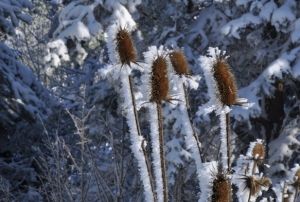 Trkiyenin en soğuk ili Bolu oldu