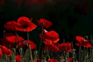 Cevahir Kadri'nin Yeni Yazıs