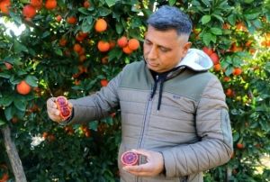 Bu portakaldan kan akıyor