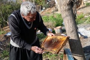 Arılar Kış Uykusuna Yatamadı