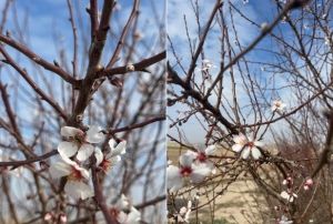 Yalancı bahara aldanan ağalar iek atı