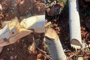 10 Yıllık 450 Ceviz Katledildi!