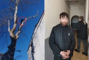 Ağaca ıkan Maymun Değil Hırsız!