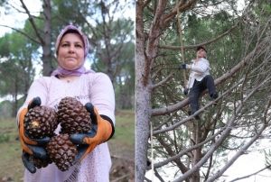 Kozalak verimi %20'den %60'a ıktı