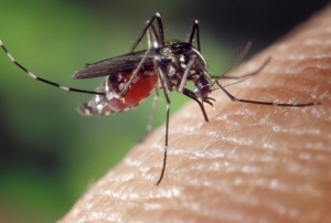Sivrisineklere reme Ortamı Oluşuyor