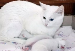 Van Kedisinin Doğum Oranı %50 Arttı