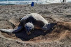 Caretta Carettalar İin: 'Sessi