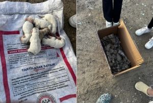 ğrenciler Yavru Kpekleri Kurtardı!
