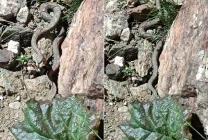 Trkiyenin En Zehirli Yılanı!