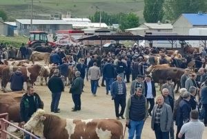Kurbanlıklar Grcye ıktı!