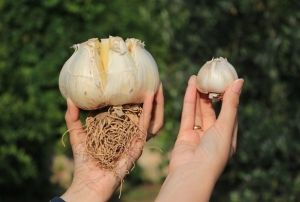 Bu Sarımsağı Gren Şaşırıyor!