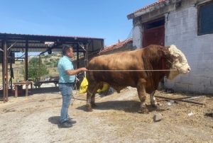 Devasa Boğa Sahibini Bekliyor!
