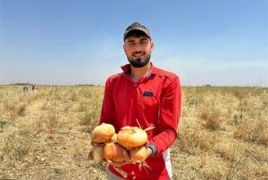 Satamadığı Soğanı Hayrına Dağı
