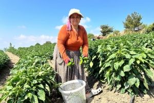 Kavurucu Sıcakta En Acı Hasat!