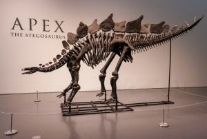 Dinozor İskeleti Ne Kadara Satıldı?