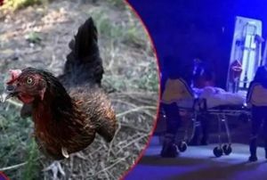 'Tavuk Girdi Kavgasında 2 l!