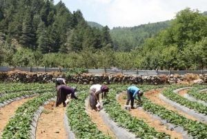 Depremzede Kadınlardan ilek Bahesi