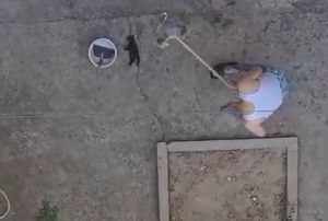 Yavru Kedileri Fıra Sapıyla ldrd