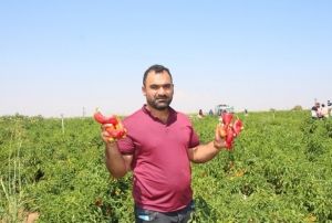 Urfada acı biberin hasadı sryor