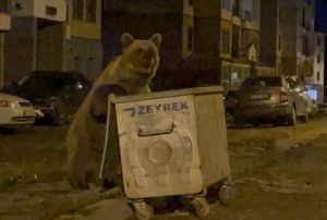 Sarıkamışta ayılarla tehlikeli selfie