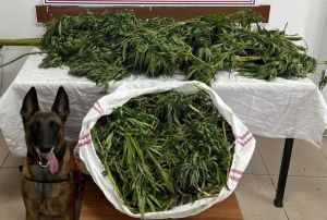 Artvin'de 15,5 kilo esrar yakalandı