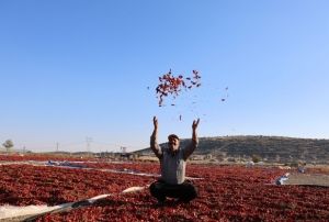 En Acı Hasat!