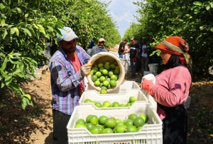 Limonda stokularn oyunu ortaya kt